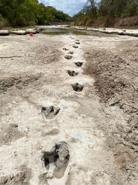 Glen rose dinosaur park - Multiple tracks belonging to two different species of dinosaur — dating back 113 million years ago — were recently discovered at Dinosaur Valley State Park in Glen Rose, about 80 miles...